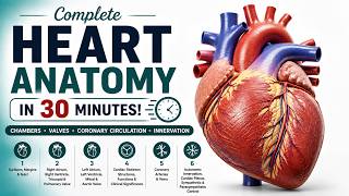 Complete Heart Anatomy in 30 Minutes | Chambers, Valves, Coronary Arteries & Innervation