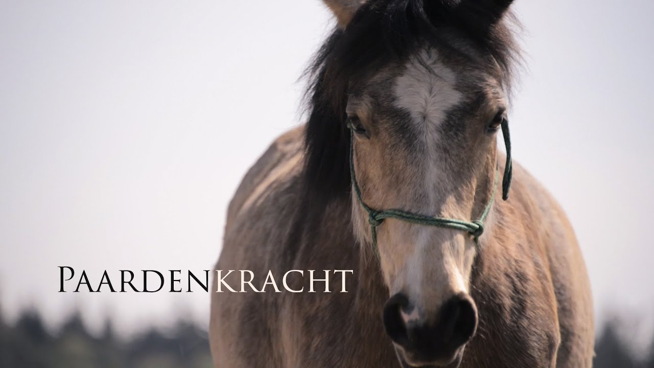 Paardenkracht