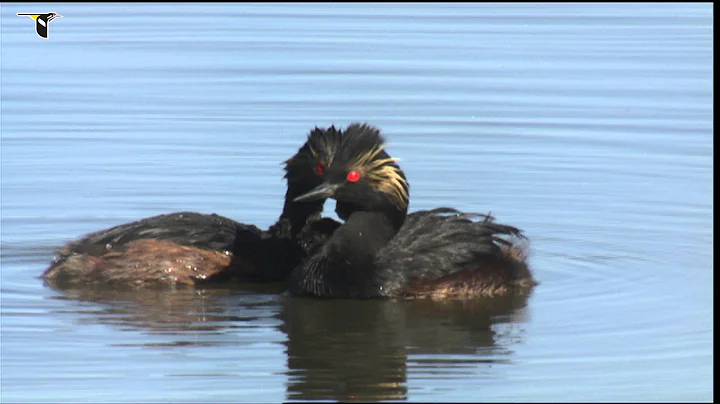 Eared Grebe chicks get a ride from one parent and ...