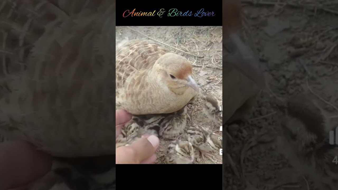 Grey francolin breeding progress|hatching chicks of grey francolin|