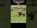 🦬 Mother Buffalo's Brave Stand Against a Lioness! 😱 #trending #shorts #animals