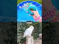 Animal Names for Kids to Learn with Toys: Owl Lemur Flamingo Gecko Axolotl