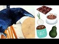 10 things you should not Feed Crows or Magpies