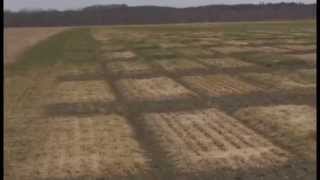 Snow Mold and Winter Kill on Triticale