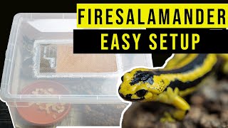 FIRESALAMANDER SETUP TUTORIAL  Aufzuchtbox für Feuersalamander einrichten