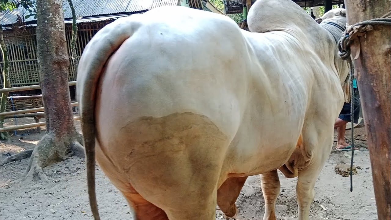 Bumbo Sapi SAPI PALING JUMBO‼️ DIBULUSPESANTREN KEBUMEN KANDANG NGISOR EMPRING ...