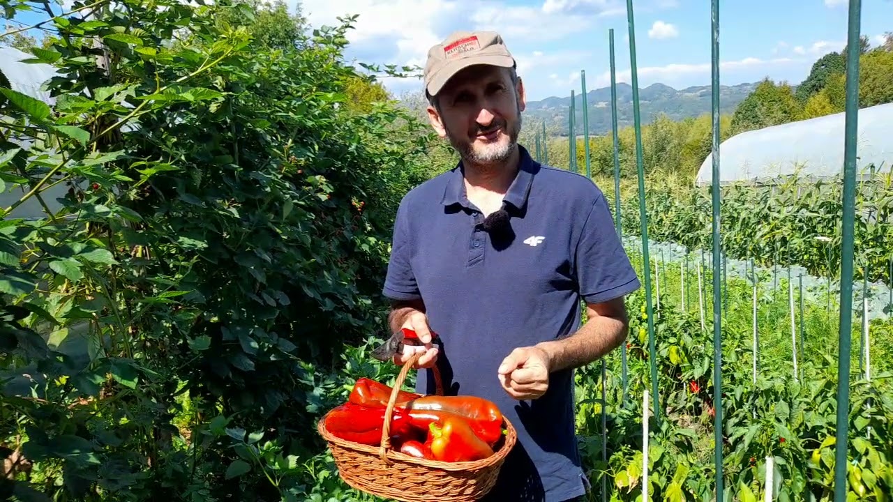 O recolta abundenta de ardei urias obtinut la munte