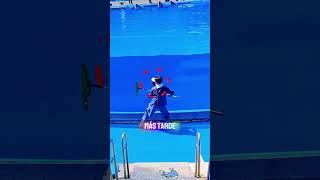 No te metas con una orca, ¡realmente son rencorosas!
