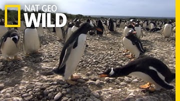 A Penguin