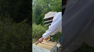 Transferring my swarm #beekeeping #fypシ゚viral