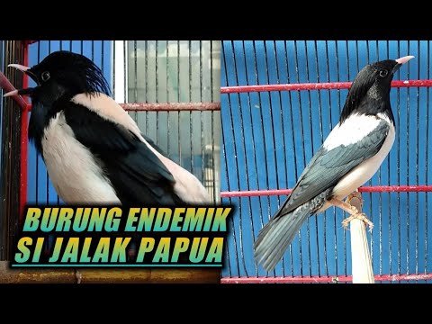 BURUNG ENDEMIK SI JALAK PAPUA 