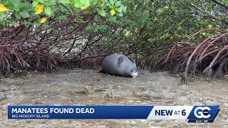 Three dead manatees discovered near Big Hickory Island