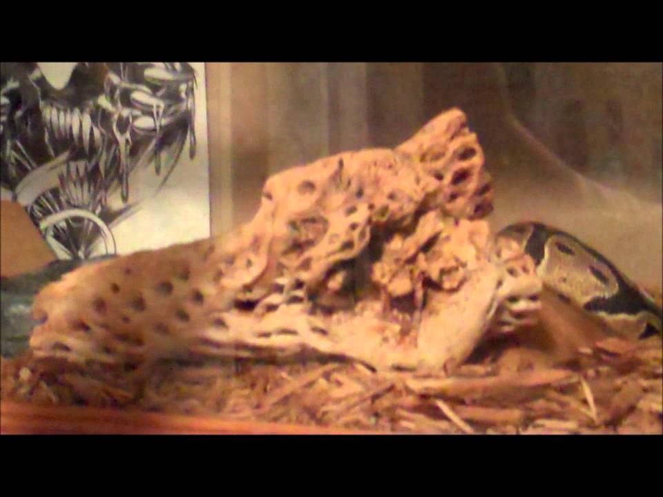 Reptile Collection July 2011 - YouTube