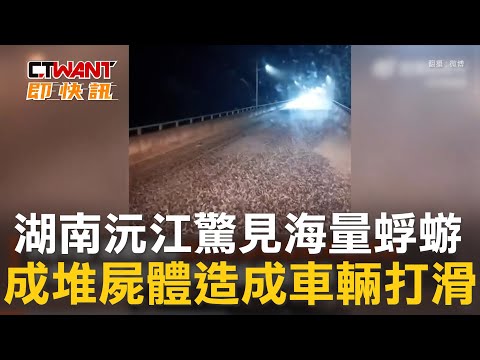 CTWANT 國際新聞 / 湖南沅江驚見海量蜉蝣 成堆屍體造成車輛打滑