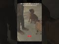 #love#animals#virelshorts#dog#pets#dailyshorts