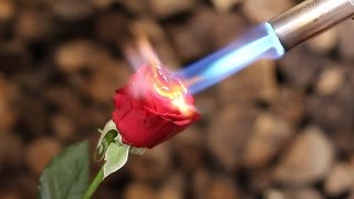 Flowers vs Gas Torch