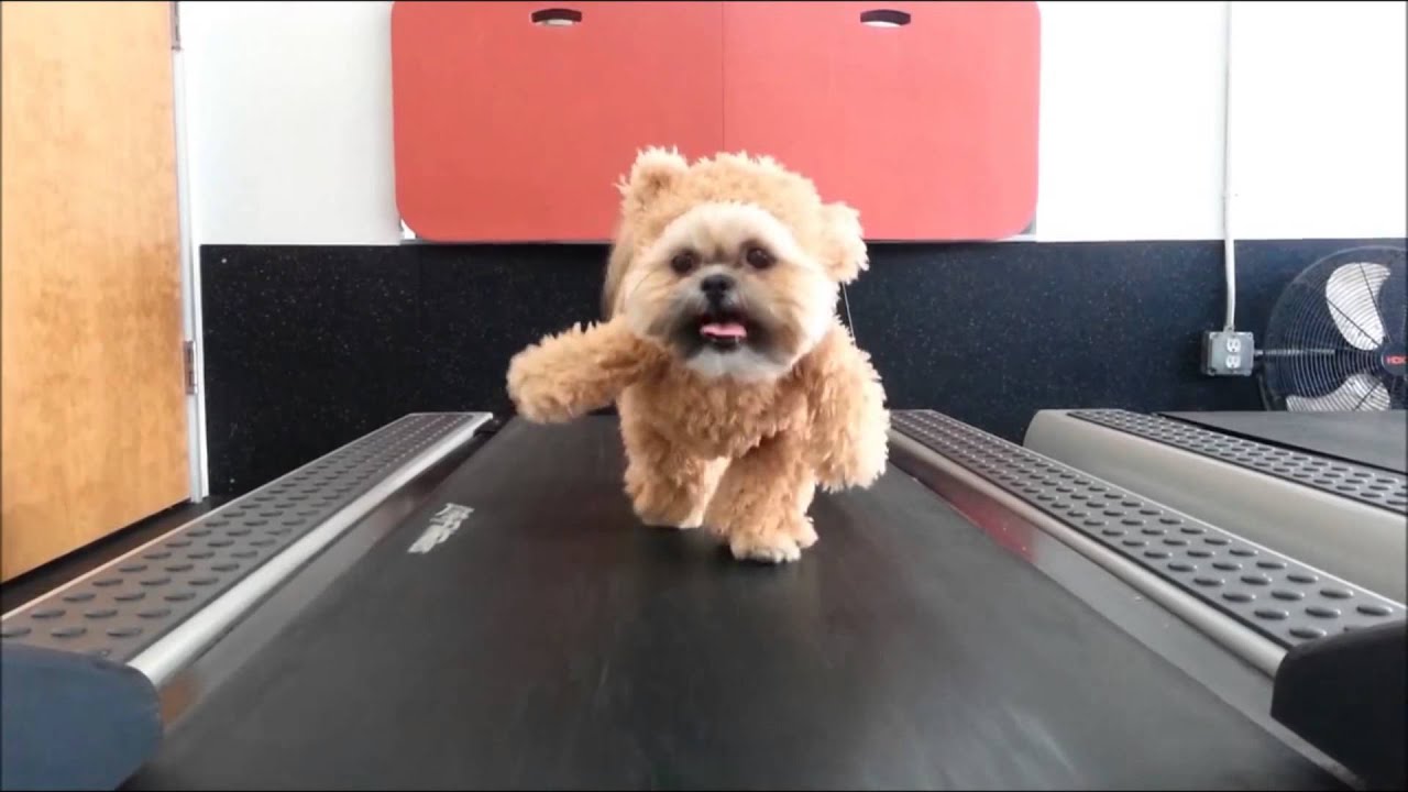 ewok dog breed