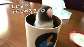 思い通りに遊べないボタンインコ3