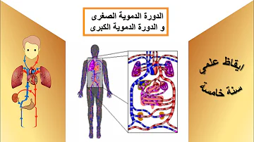 تحميل الدورة الدموية الصغرى والكبرى الفضاء التربوي الرقمي