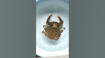 cận cảnh cua lột xác