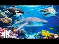 Aquarium 4k ultra  beautiful coral reef fish  sleep relaxing meditation music