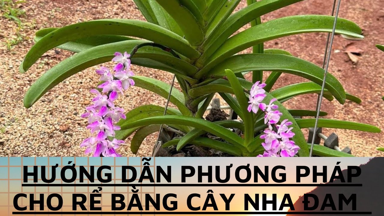 Hướng Dẫn Cách cho Rễ Cho Cây Lan Bằng Nha Đam - YouTube