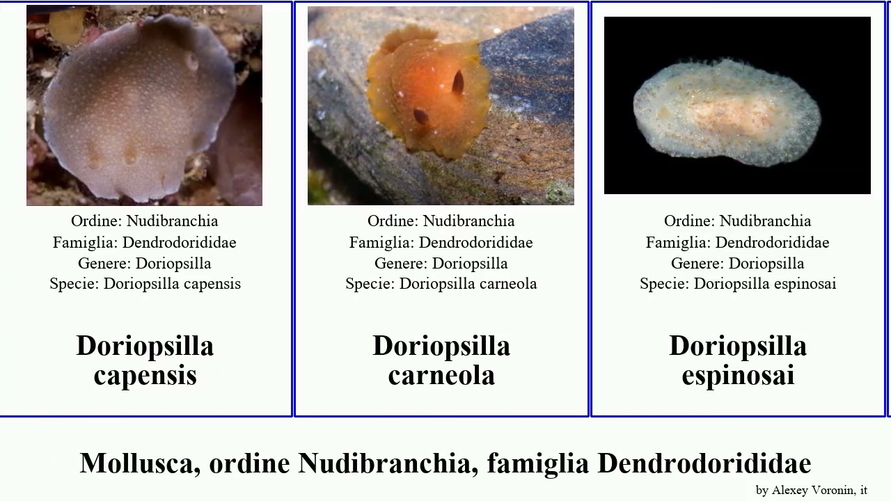 Mollusca, ordine Nudibranchia, famiglia Dendrodorididae doriopsilla capensis fulva guttata miniata
