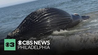 Humpback whale washes up on Bethany Beach in Delaware