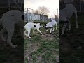 Kalea and Beba playing tug of war 🐾 #greece #rescuedogs #playingdog #happydogs #animalshelter #fyp