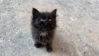 Little cute black kitten with beautiful fur. 😍