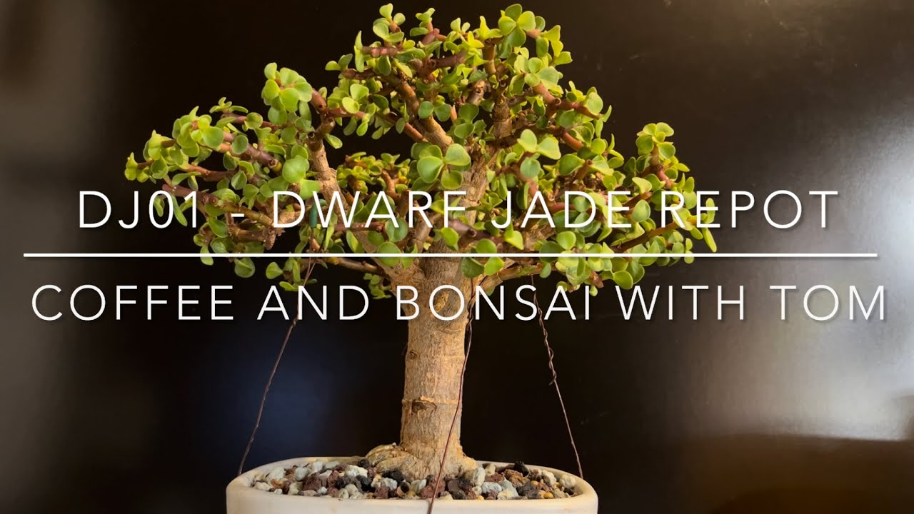 An Unplanned Dwarf Jade Bonsai Repot (Portulacaria Afra)