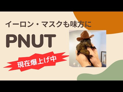 031 【イーロンマスク氏も注目のミームコイン】PNUT(Peanut the Squirrel) | Satoru-仮想通貨チャンネル