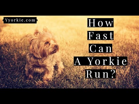 Video: Hoe Om 'n Yorkshire Terrier Te Sny