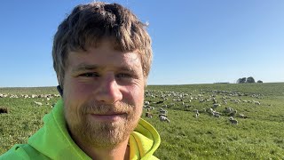BEEF, DAIRY, AND SHEEP ALL GOING TO PASTURE!!! LAMBING AND CALVING!!