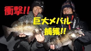 尺超え乱舞！恐ろしい体高のブルーバックや巨大アカメバルをメバリングで仕留めよう！遊漁船Zin-Bay尺メバルダービー開幕！