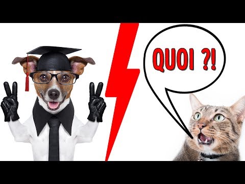 Vidéo: Les Chats Ou Les Chiens Sont-ils Plus Intelligents ? Les Scientifiques Décomposent Les Chiffres