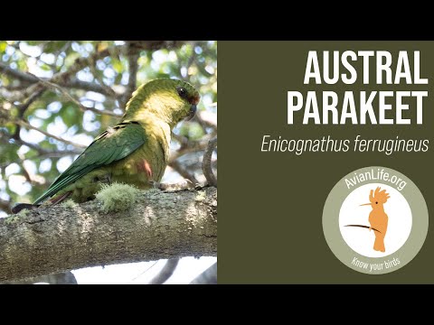 Austral Parakeet - Enicognathus ferrugineus