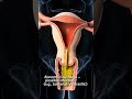 Understanding vagi*al discharge is key to reproductive health.