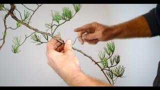 ASMR Bonsai | Virginia Pine