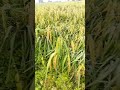 Roça de arroz