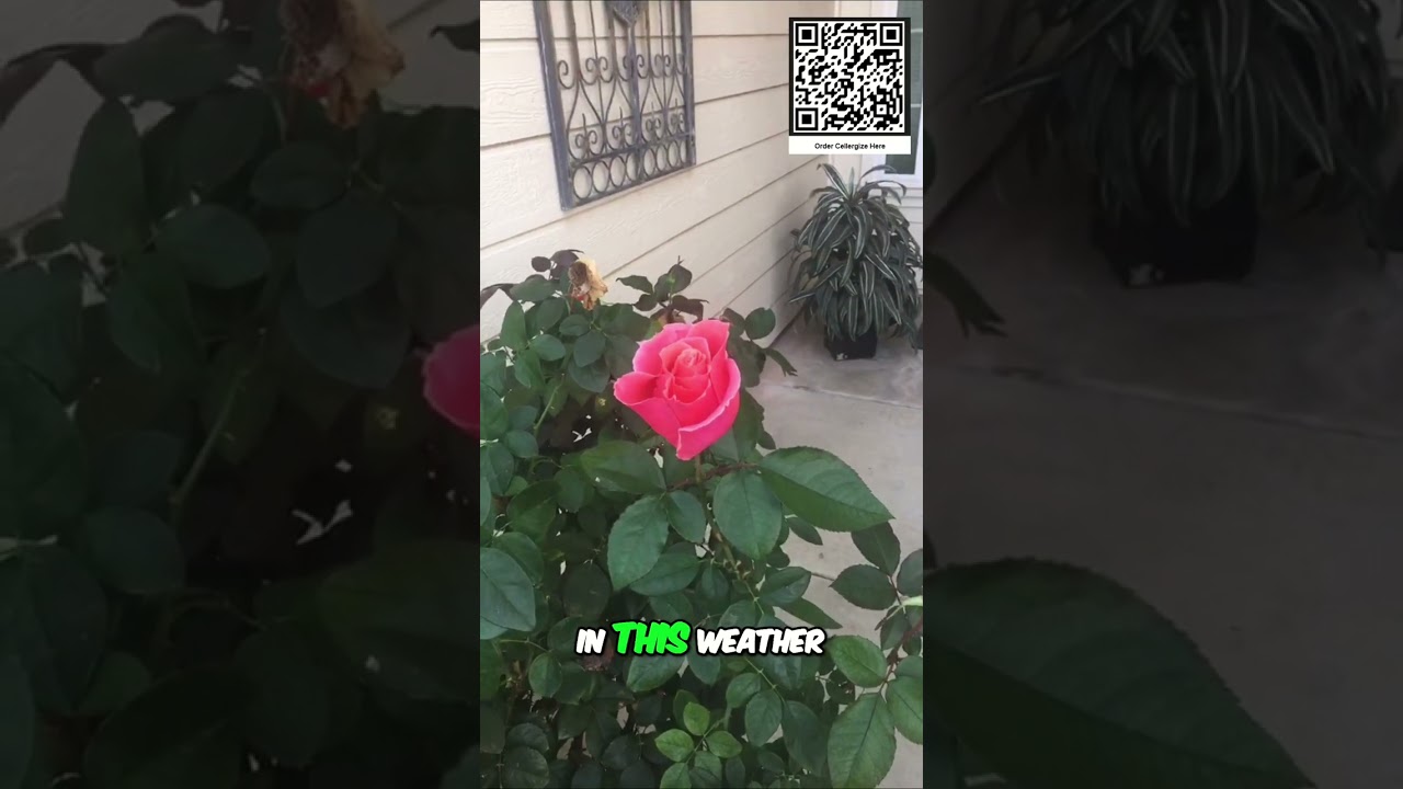 Rose Bush Wisdom: Finding Strength in Life's Seasons 