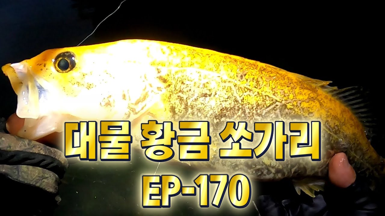 확신이 가는 쏘가리포인트에서 대물 황쏘가리 EP-170