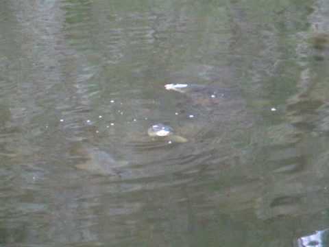 Caught these carp having dinner the other day down the molonglo river.They are very lucky i only had my rod and camera.