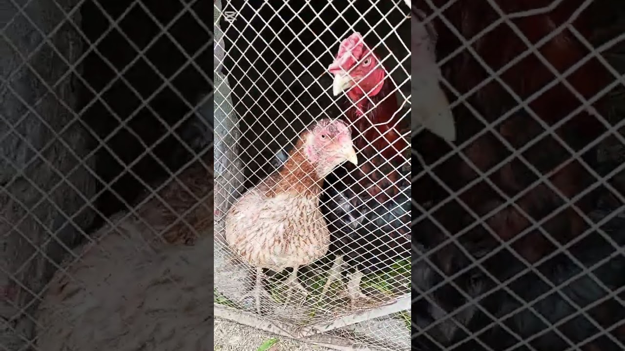 Breeding Progress K Sath Pigeon Ka Shook Gujranwala 