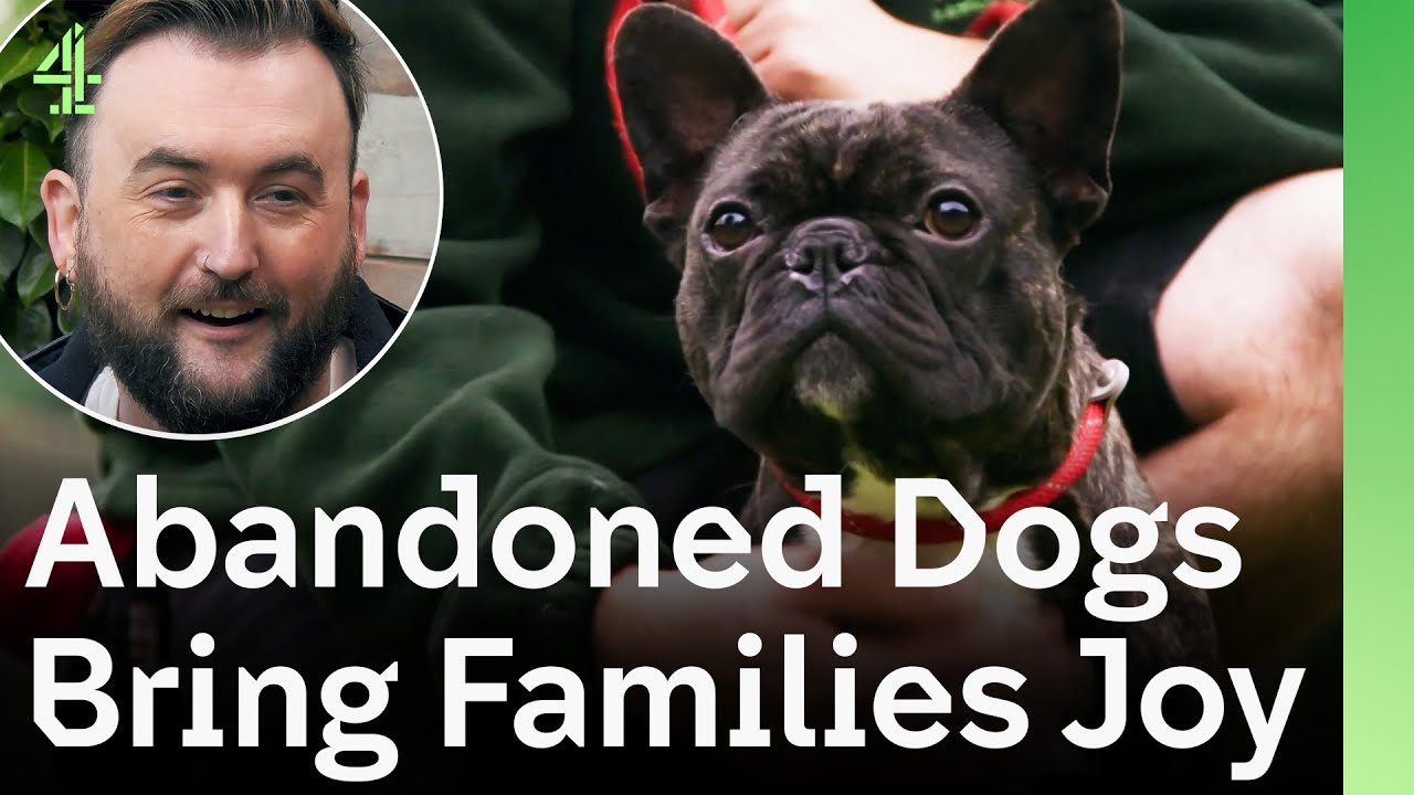 Брошенные щенки получают второй шанс в семьях, полных любви | The Dog House 🐶