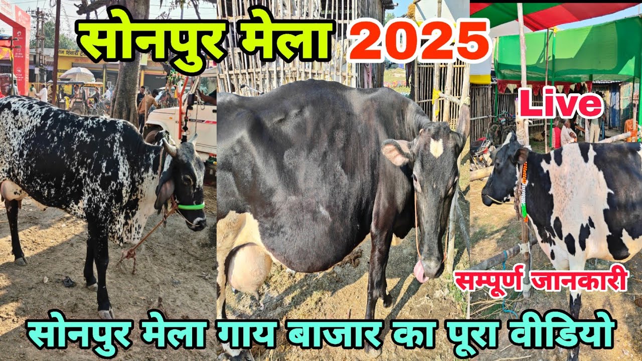 Sonpur Mela 2025 Cow Market Full Video | सोनपुर मेला 2025 गाय बाजार | Sonpur Mela 2025 |Sonpur Mela 