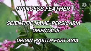 Princess Feather@MamaRose Korealife