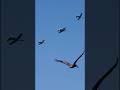 Pelicans photobombing my Hyundai Air &amp; Sea Show video 🤪