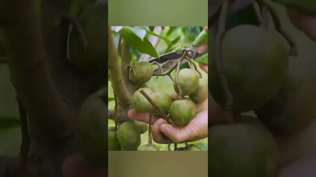 Harvesting Ambarella Fruit Goes To Market Sell 