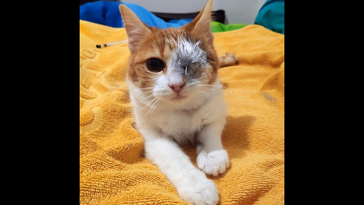 在 YouTube 上觀看「Intergalactic cat」 在 YouTube 上觀看「Intergalactic cat」